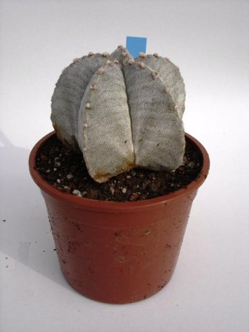 Opuntia_microdasys_f_rubra_2